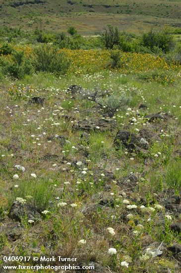 Bolander's Yampah, Mule's Ears in meadow