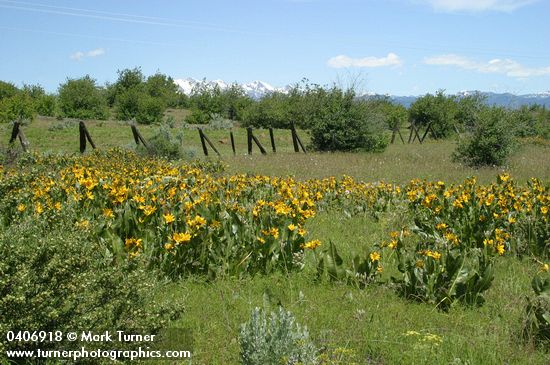 Mule's Ears in meadow w/ Granite Mtns bkgnd