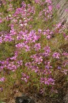 Beautiful Clarkia (Ragged Robin)