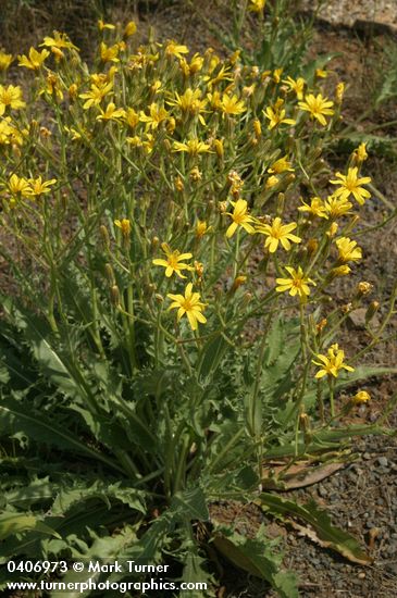 Slender Hawksbeard