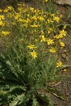 Slender Hawksbeard