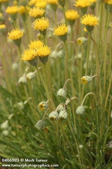 Basin Rayless Daisy blossoms & foliage detail
