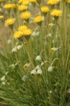 Basin Rayless Daisy blossoms & foliage detail