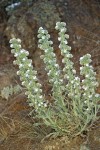 Elko Cryptantha