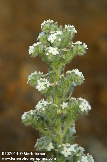 Elko Cryptantha blossoms detail