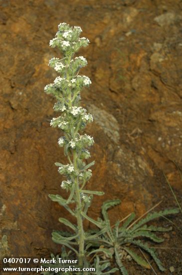 Elko Cryptantha