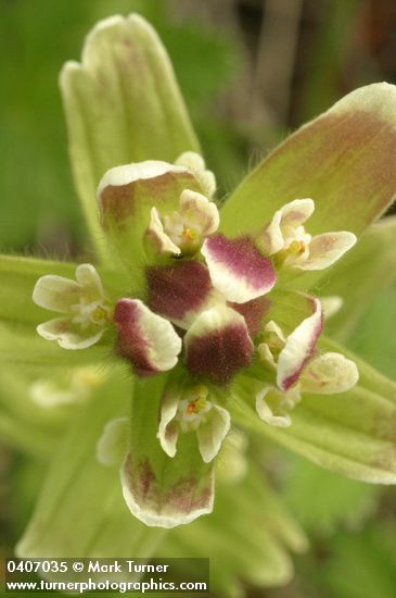 Cusick's Paintbrush bracts & blossoms detail, top view