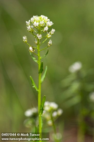 Field Pennycress