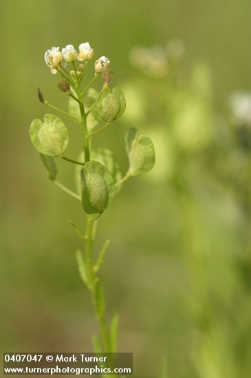 Field Pennycress blossoms & immature silicles detail