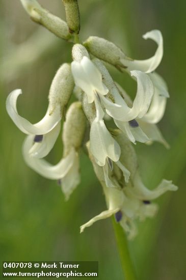 Canadian Milkvetch blossoms