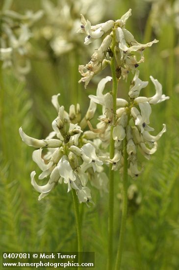 Canadian Milkvetch blossoms