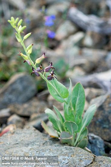 Heart-leaved Jewel Flower