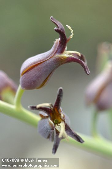 Heart-leaved Jewel Flower blossoms detail