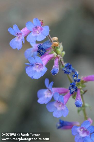 Low Penstemon blossoms