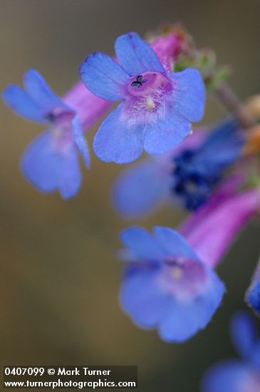 Low Penstemon blossoms extreme detail