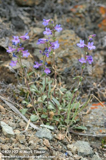 Low Penstemon