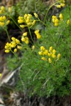 Denseleaf Draba