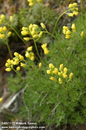 Denseleaf Draba
