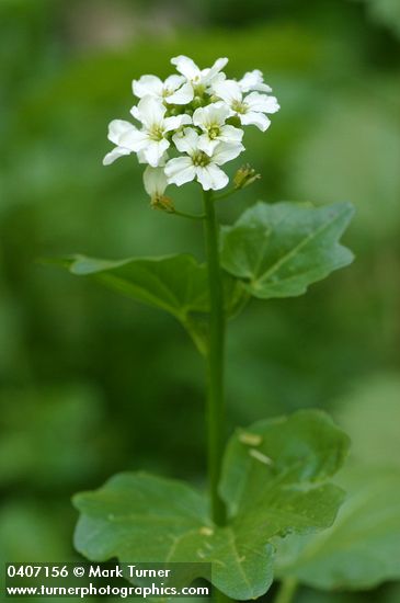 Large Mountain Bitter Cress blossoms & foliage