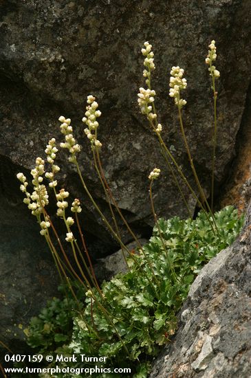 Alpine Alumroot