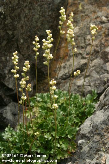Alpine Alumroot