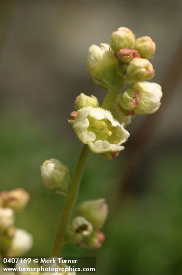 Alpine Alumroot blossoms detail