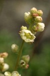 Alpine Alumroot blossoms detail
