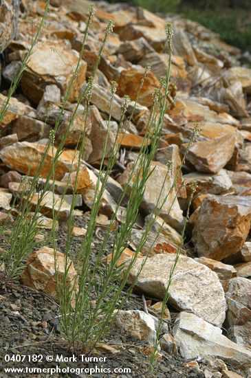Holboell's Rock Cress