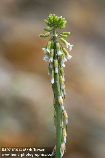 Holboell's Rock Cress blossoms