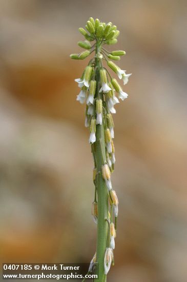 Holboell's Rock Cress blossoms