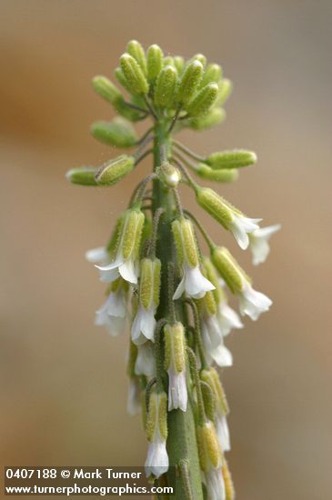 Holboell's Rock Cress blossoms detail