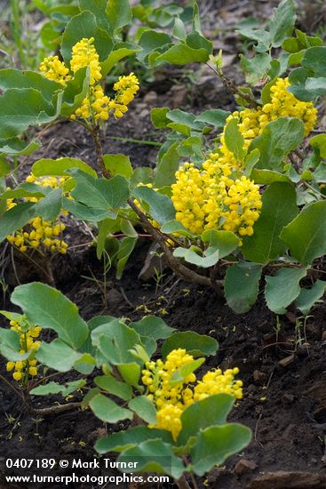 Trailing Oregon Grape