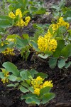 Trailing Oregon Grape