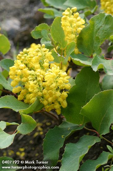 Trailing Oregon Grape blossoms & foliage