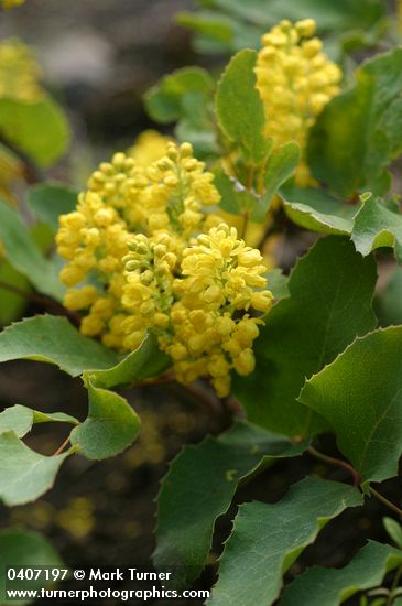 Trailing Oregon Grape blossoms & foliage