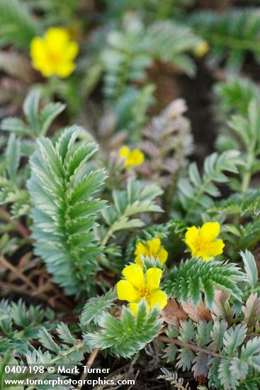 Common Silverweed