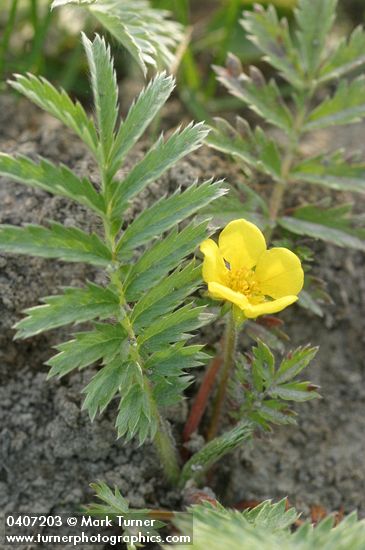 Common Silverweed blossom & foliage detail