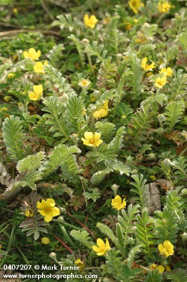 Common Silverweed