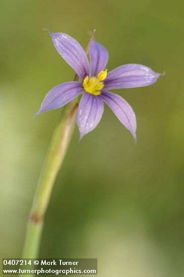 Idaho Blue-eyed Grass blossom detail