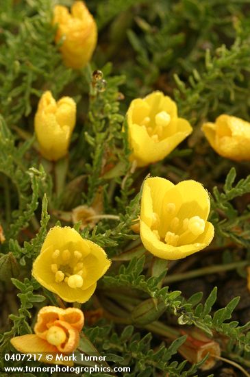Tansyleaf Evening-primrose