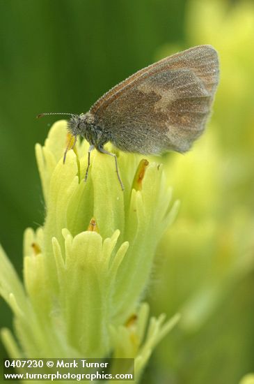 Ochre (Common) Ringlet Butterfly on Cusick's Paint Brush