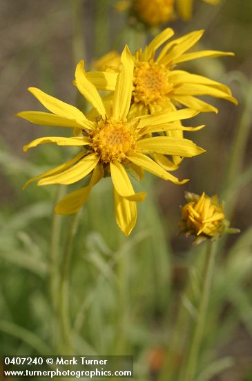 Woolly Goldenweed blossom