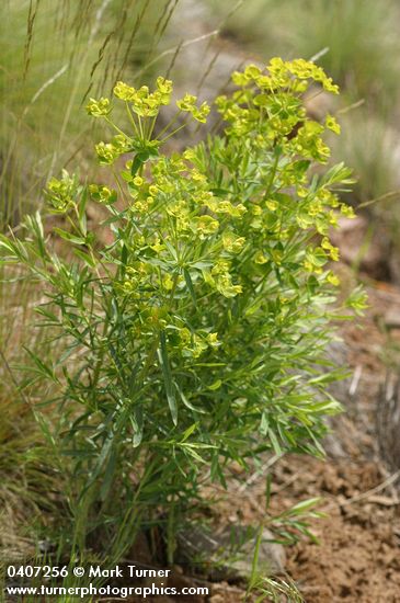 Leafy Spurge