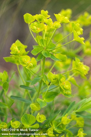 Leafy Spurge bracts, blossoms & foliage detail