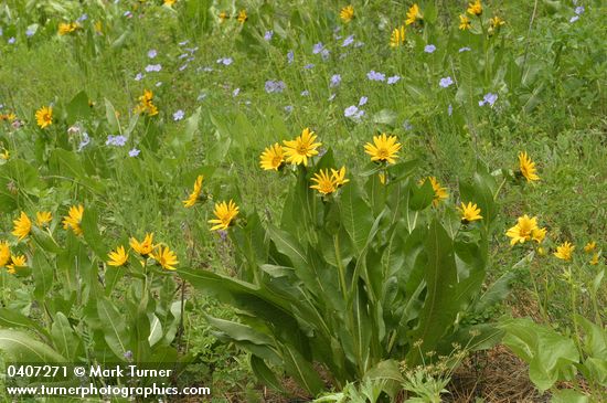Mule's Ears w/ Flax