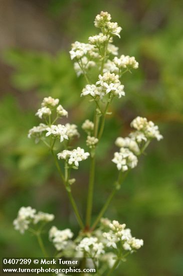 Northern Bedstraw