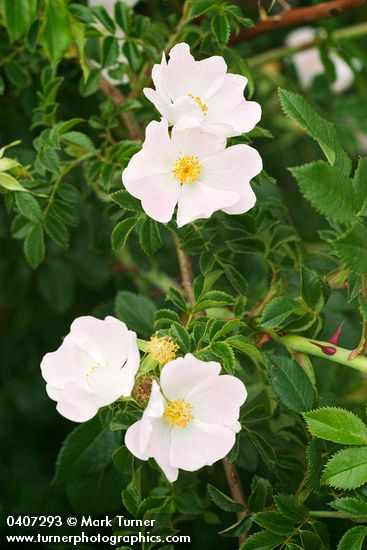 Dog Rose blossoms & foliage