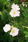 Dog Rose blossoms & foliage