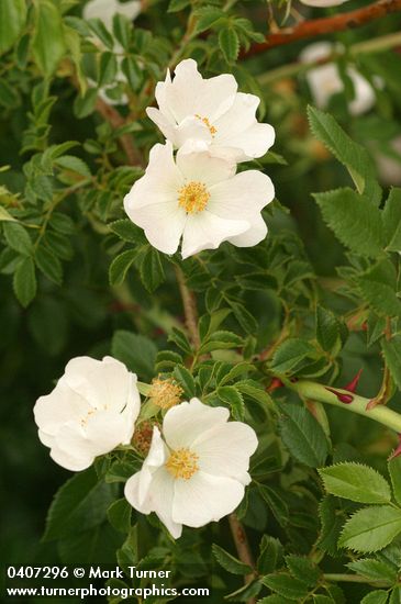 Dog Rose blossoms & foliage
