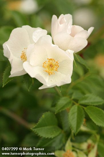 Dog Rose blossoms & foliage detail